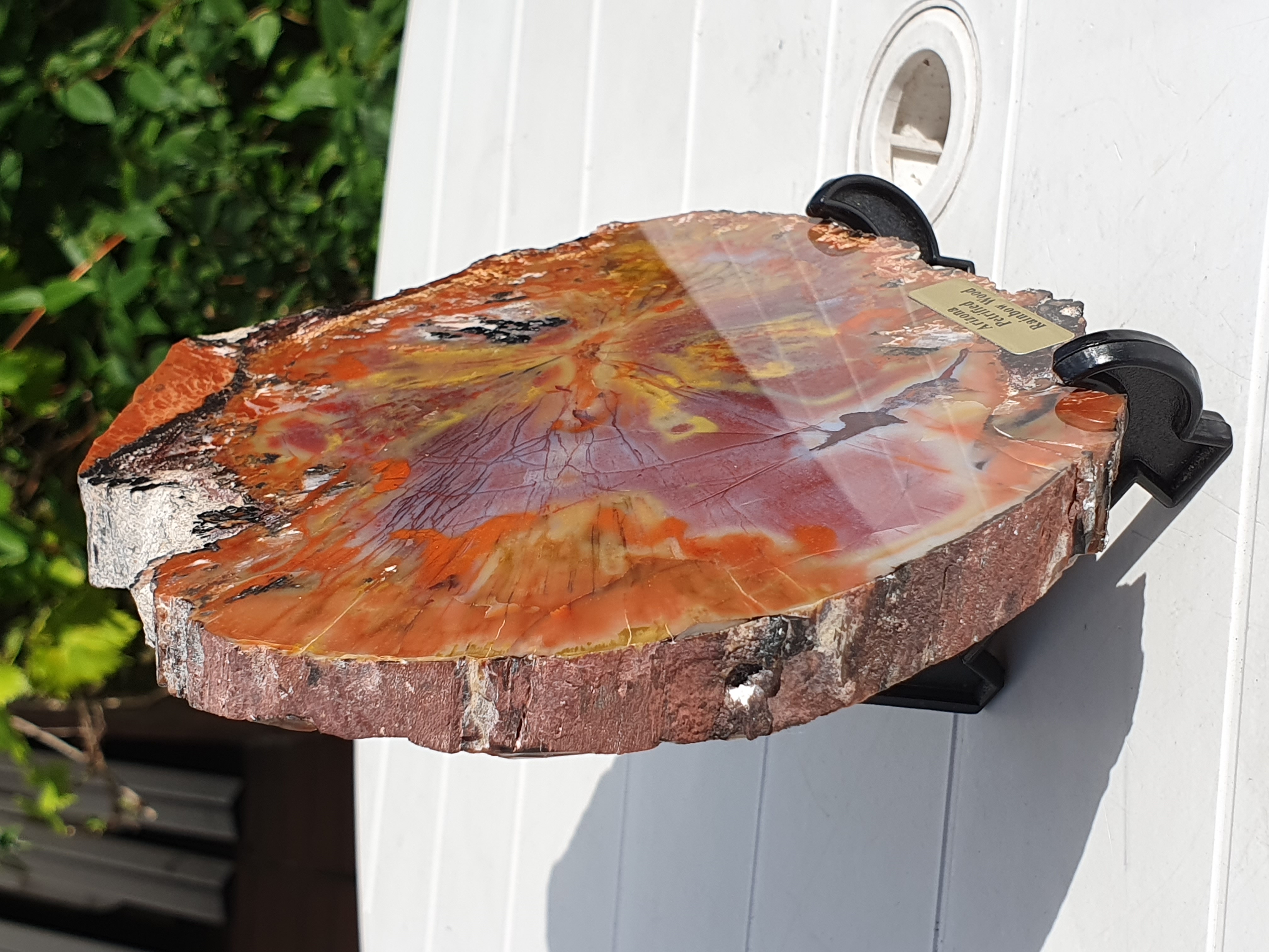 Petrified Arizona rainbow wood